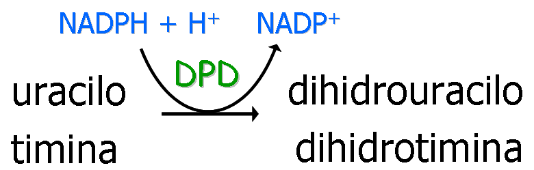 uracilo-timina-dihidrouracilo-dihidrotimina
